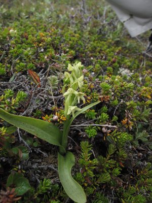 Platanthera hyperborea, Northern Green Orchid. 2015_08_15_Iceland _2110.jpg