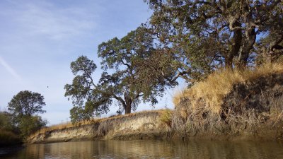 Oaks on the eroding bluff _058.jpg