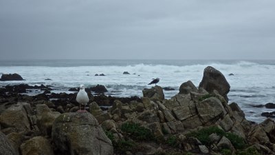 Gull disregarding the waves _076.jpg