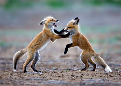 foxes