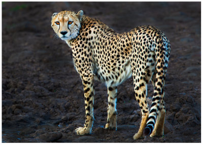  Cheetah139 3.jpg