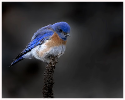 Umptanum Bluebird.jpg