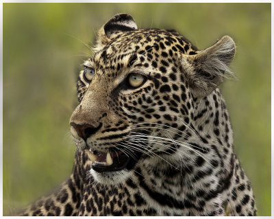 Leopard Portrait.jpg