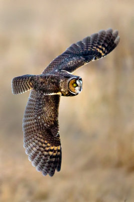 Long eared owl 1.jpg