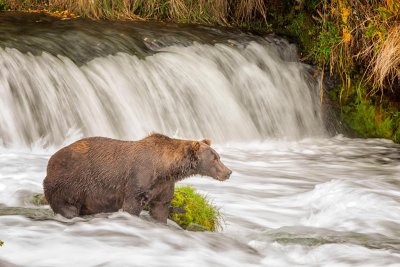 brown_bears_2015