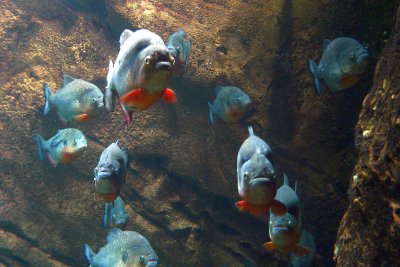 Nonfriendly ocupants (piranhas in Georgia Aquarium)