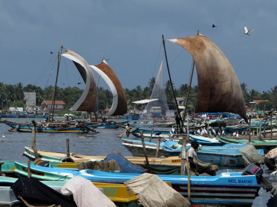 Negombo'da Katamaranlar