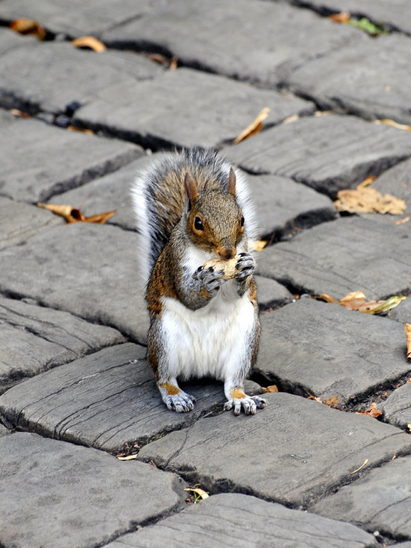 I love a good nut 