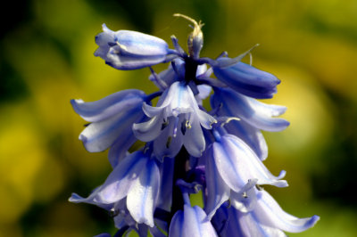 I wish you bluebells in the spring ..