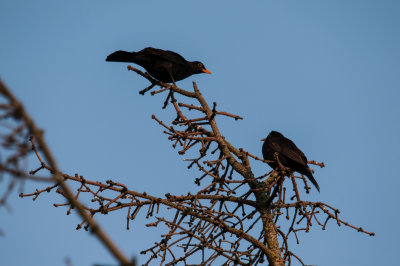 The common blackbird it's mellow song is a favourite.