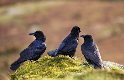 murder of crows on the mach loop