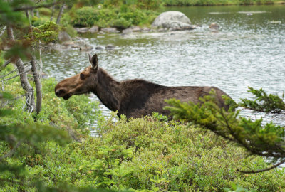Moose on Sandy Stream Pond