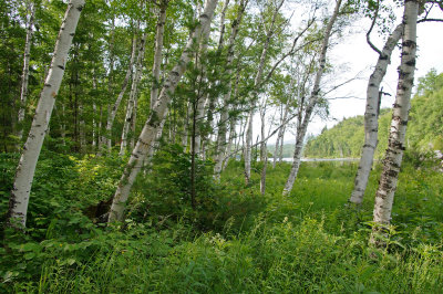 Birches on Lower South Branch Pond