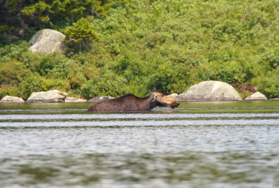 Moose on Russell Pond
