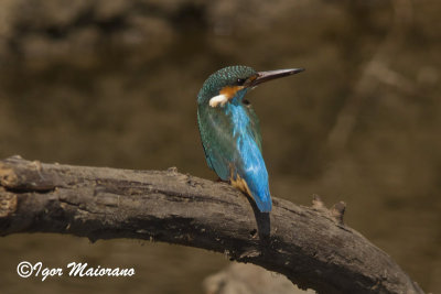 Martin pescatore (Alcedo atthis - Common Kingfisher)