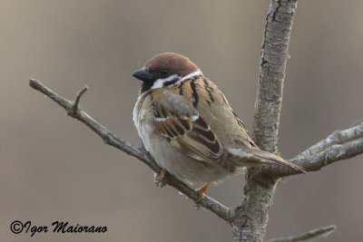 Passera mattugia (Passer montanus - Tree Sparrow)