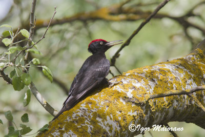 Picchio nero (Dryocopus martius - Black Woodpecker)