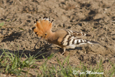 Upupa (Upupa epops - Hoopoe)