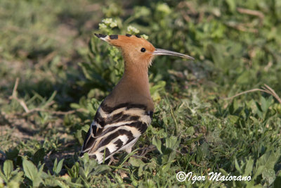 Upupa (Upupa epops - Hoopoe)