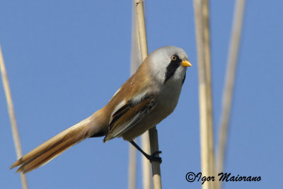 Basettino (Panurus biarmicus - Bearded Reedling)