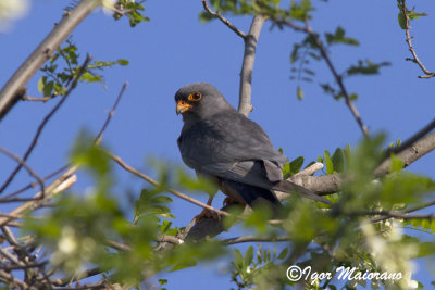 Falco cuculo (Falco vespertinus - Red-footed Falcon)