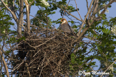 Falco cuculo (Falco vespertinus - Red-footed Falcon)