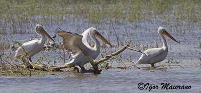 Pellicano riccio (Pelecanus crispus - Dalmatian Pelican)