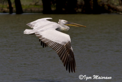 Pellicano riccio (Pelecanus crispus - Dalmatian Pelican)