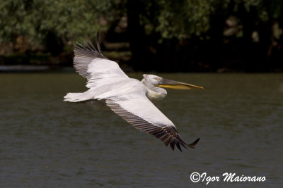 Pellicano riccio (Pelecanus crispus - Dalmatian Pelican)