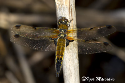 Libellula quadrimaculata - Four-spotted Chaser