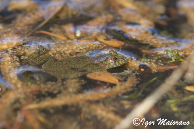 Ululone ventrerosso (Bombina bombina - Fire-bellied Toad)