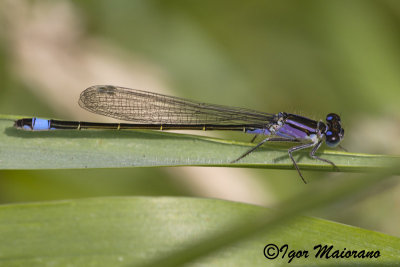 Ischnura elegans - Common Bluetail