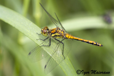 Sympetrum danae - Black Darter