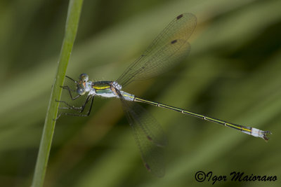 Lestes sponsa - Common Spreadwing