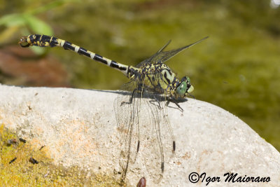 Onychogomphus forcipatus - Small Pincertail