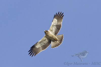Aquila minore (Hieraaetus pennatus - Booted Eagle)
