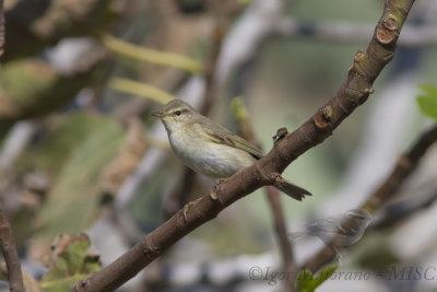Luì grosso ssp. acredula (Phylloscopus trochilus ssp. acredula - Willow Warbler)