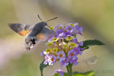 Macroglossum stellatarum - Hummingbird Hawk-moth