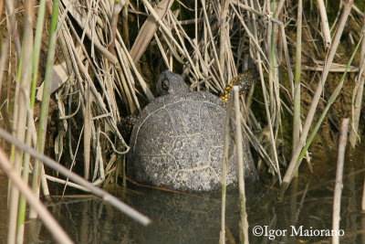 Testuggine d'acqua (Emys orbicularis - European Pond Turtle)