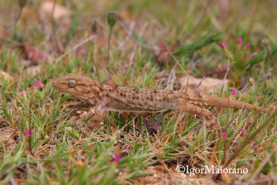 Tarantola muraiola (Tarentola mauritanica - Moorish Gecko)