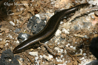 Gongilo morfismo melanico (Chalcides ocellatus - Ocellated Skink melanistic morph)