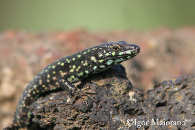 Lucertola di Malta (Podarcis filfolensis laurentiimuelleri - Filfola Lizard)