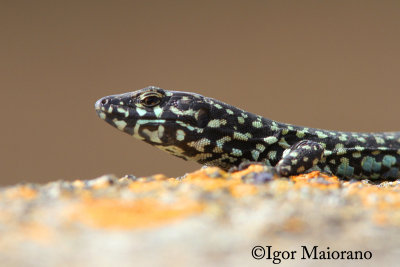 Lucertola di Malta (Podarcis filfolensis laurentiimuelleri - Filfola Lizard)