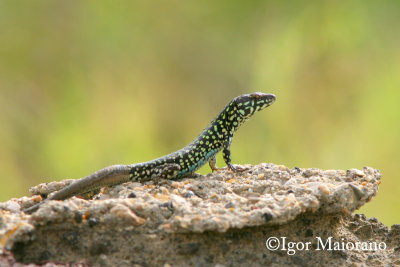 Lucertola di Malta (Podarcis filfolensis laurentiimuelleri - Filfola Lizard)