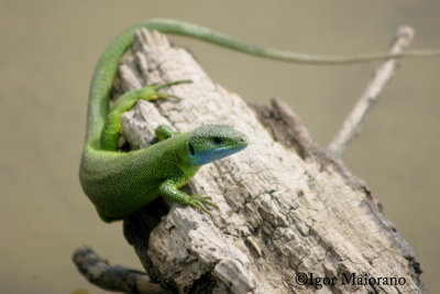 Ramarro occidentale (Lacerta bilineata - Western Green Lizard)