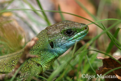 Ramarro occidentale (Lacerta bilineata - Western Green Lizard)