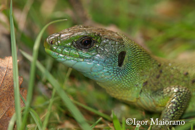 Ramarro orientale (Lacerta viridis - Eastern Green Lizard)