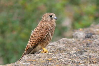Gheppio (Falco tinnunculus - Kestrel)