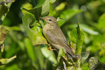 Luì grosso (Phylloscopus trochilus - Willow Warbler)