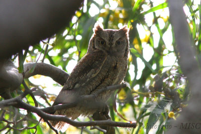 Assiolo (Asio otus - Scops Owl)